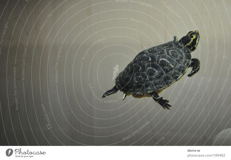 schmuckschildkröte 2 ästhetisch Schildkröte Wasserschildkröte Aquarium Streifen gelb Im Wasser treiben Wasseroberfläche atmen schön Haustier Schildkrötenpanzer