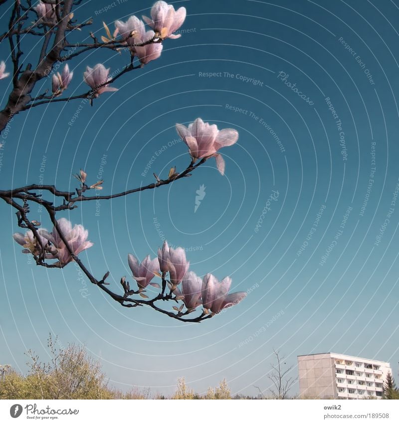 Bald ... Umwelt Natur Landschaft Pflanze Luft Wolkenloser Himmel Frühling Klima Wetter Schönes Wetter Wärme Sträucher Blatt Blüte Magnolienbaum Magnolienblüte