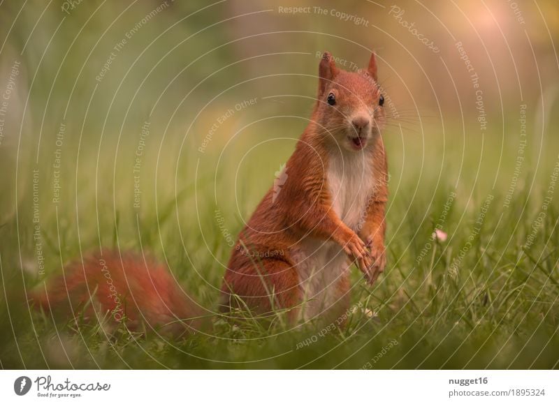 mein kleiner Freund 2 Natur Tier Frühling Sommer Herbst Schönes Wetter Gras Garten Park Wiese Wildtier Tiergesicht Fell Krallen Pfote Eichhörnchen 1 Tierjunges