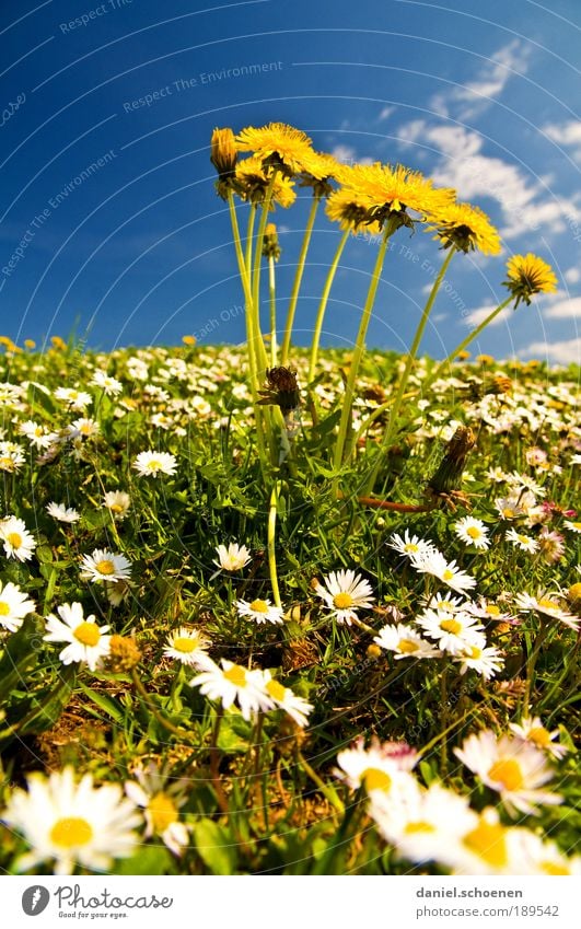 ... und jetzt was zum aufwärmen Ferien & Urlaub & Reisen Ausflug Sommer Sommerurlaub Sonne Umwelt Natur Pflanze Frühling Klima Schönes Wetter Blume Gras Blüte