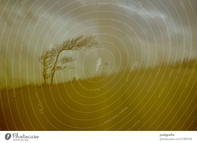 Weststrand Umwelt Natur Landschaft Pflanze Himmel Wolken Klima Wind Sturm Baum Gras Küste Ostsee bedrohlich dunkel natürlich wild Stimmung Endzeitstimmung