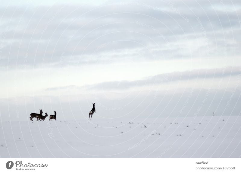 Rehanimation Natur Landschaft Tier Himmel Winter Eis Frost Schnee Feld Hügel Wildtier 4 Tiergruppe Bewegung laufen springen blau braun grau weiß