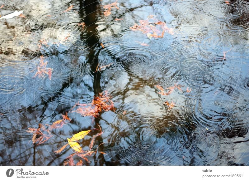 it`s raining . . . Umwelt Natur Landschaft Pflanze Urelemente Luft Wasser Wassertropfen Himmel Herbst Klima Wetter Regen Baum Blatt Park Wald Wellen Seeufer