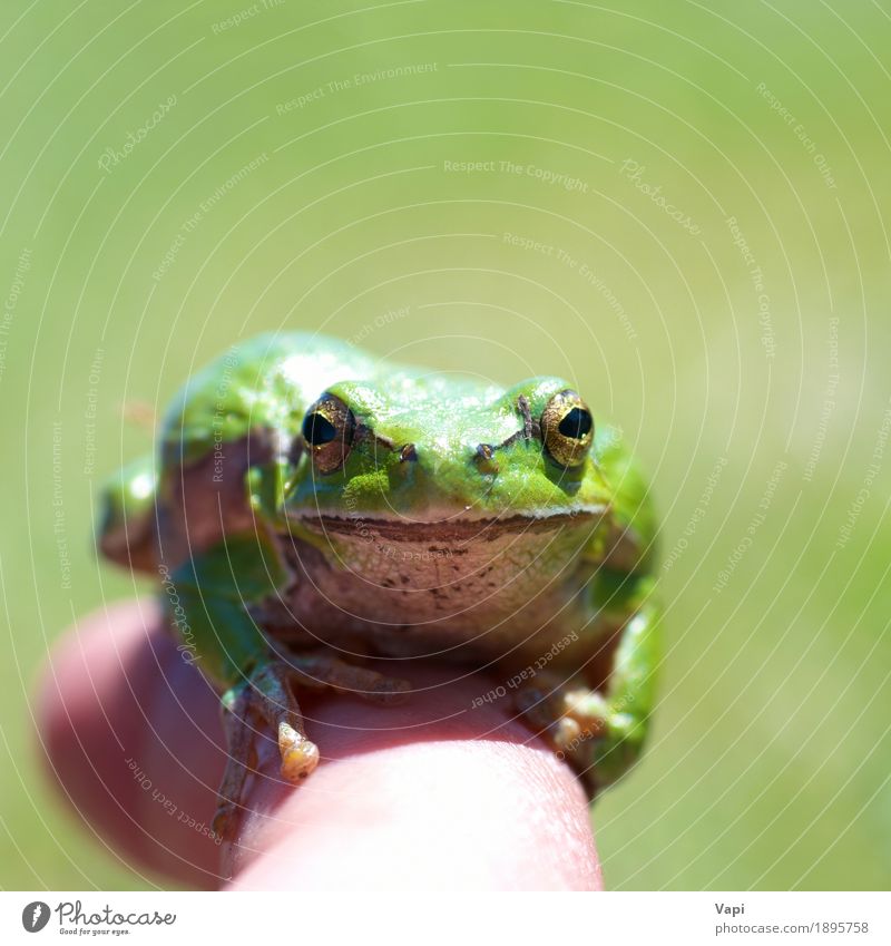 Grüner Frosch Sommer Umwelt Natur Tier Frühling Gras Wildtier springen klein nass natürlich neu niedlich schleimig gelb grün weiß Einsamkeit Farbe Unke Tierwelt