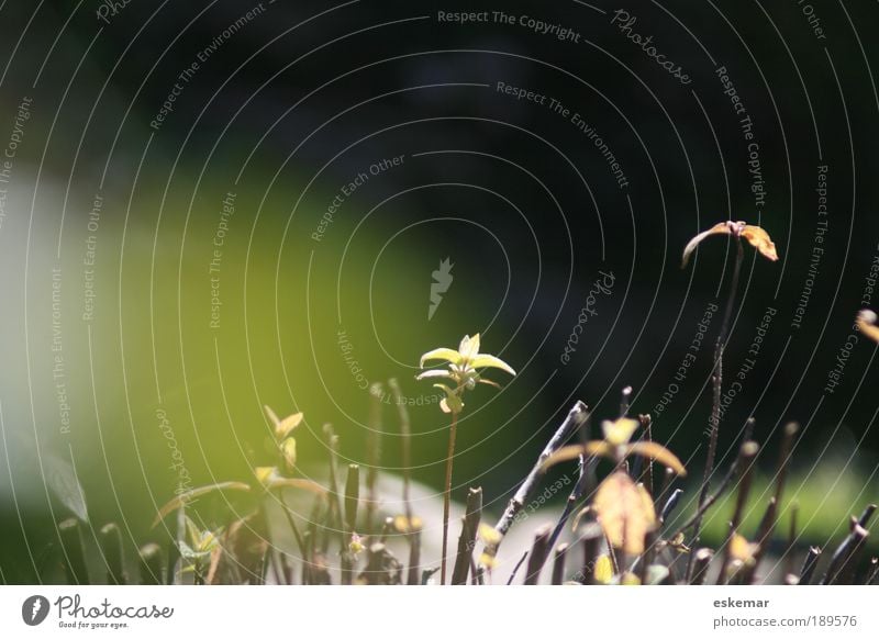 Erwachen Natur Pflanze Frühling Schönes Wetter Blatt neu grün Stimmung Frühlingsgefühle Vorfreude ruhig Leben Neugier Hoffnung ästhetisch Zufriedenheit