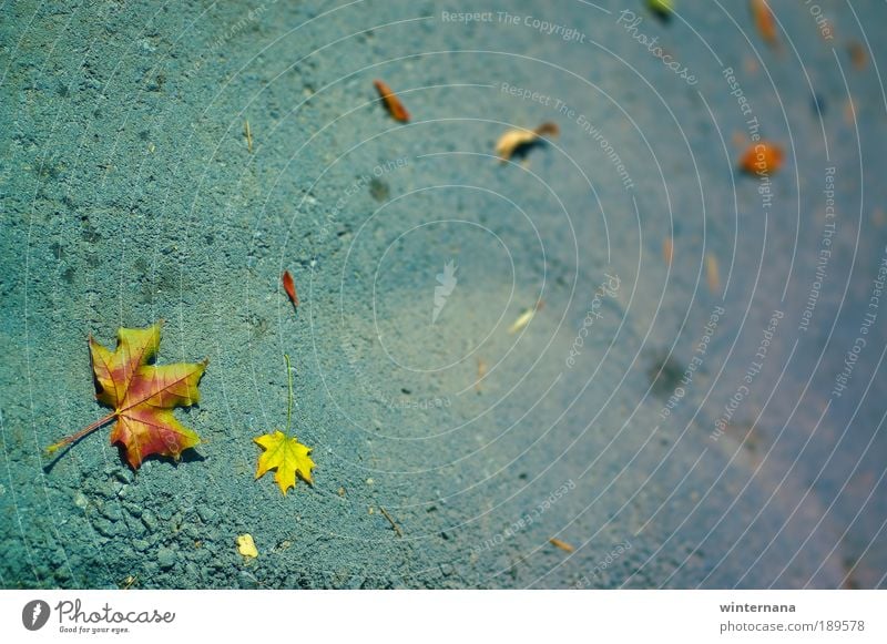 Am Ende des Herbstes Umwelt Natur Pflanze Erde Blatt Park Gefühle Tapferkeit selbstbewußt Coolness Optimismus Tatkraft Weisheit Hoffnung Glaube träumen