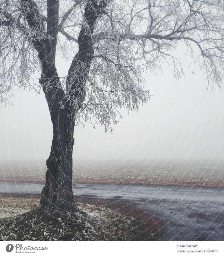 Winterlinde Umwelt Natur Landschaft Pflanze Himmel schlechtes Wetter Nebel Eis Frost Baum Linde Feld kalt schön grau weiß Einsamkeit Trauer Traurigkeit Ferne