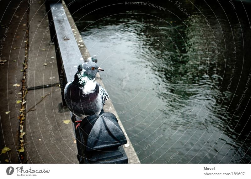 dove dive down Natur Tier Wasser Sommer Herbst Fluss Brücke Wildtier Vogel Taube 1 Brunft füttern Blick warten Aggression frech Neugier blau grün Angst verstört