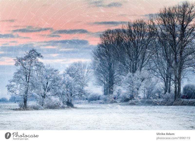 Schneegestöber Umwelt Natur Landschaft Himmel Wolken Sonne Sonnenaufgang Sonnenuntergang Sonnenlicht Winter Eis Frost Schneefall Baum Feld Hammewiesen Gras