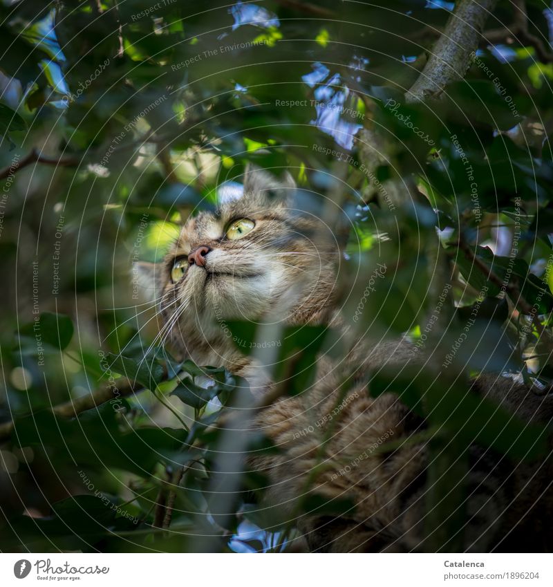 Verklettert Natur Pflanze Tier Himmel Sommer Schönes Wetter Baum Blatt Zweige u. Äste Efeu Garten Wiese Haustier Katze 1 Jagd sportlich blau braun gelb grün