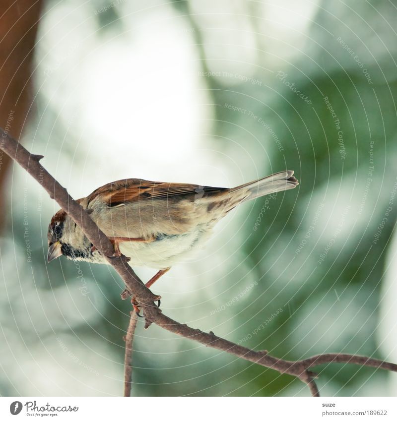 Denkste --> Winter Garten Tier Wildtier Vogel Spatz Feder 1 sitzen warten klein niedlich braun grün Gesang Lied Singvögel Zweig Schnabel Ornithologie singen