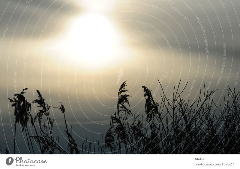 Wintersonne Umwelt Natur Landschaft Pflanze Himmel Sonne Sonnenaufgang Sonnenuntergang Klima Klimawandel Wetter Gras Wiese Feld Seeufer leuchten Wachstum