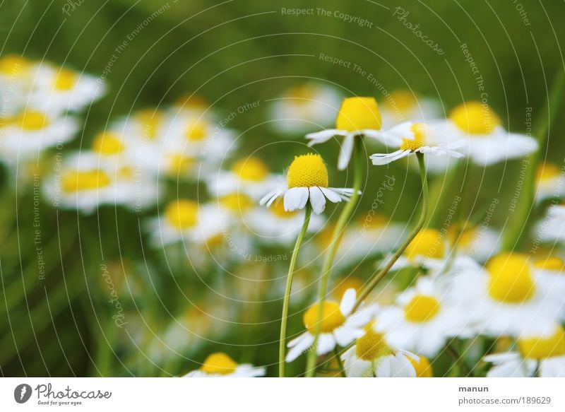 Wildwuchs Ernährung Bioprodukte Tee Gesundheit Wohlgefühl Zufriedenheit Erholung ruhig Duft Gartenarbeit Natur Frühling Sommer Pflanze Blume Blatt Blüte