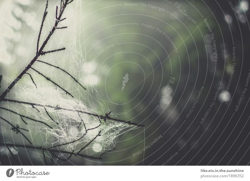 Wald- Magie Sinnesorgane Umwelt Natur Pflanze Urelemente Wasser Wassertropfen Frühling Herbst schlechtes Wetter Regen Baum Spinne Spinnennetz Ast grün Tau Nebel