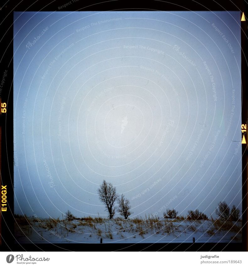 Paar Umwelt Natur Landschaft Pflanze Himmel Winter Klima Baum Küste Ostsee kalt natürlich Stimmung Partnerschaft Darß Weststrand Düne Farbfoto Außenaufnahme