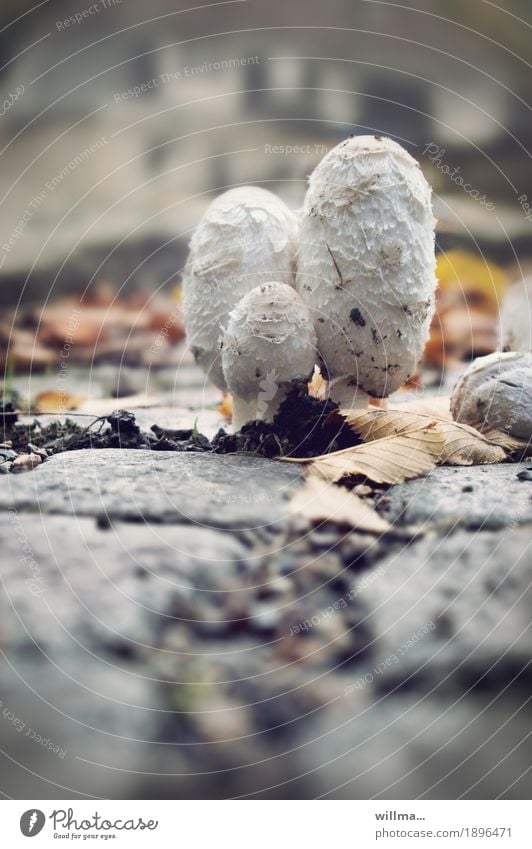 flotter dreier Gesunde Ernährung Herbst Pilz Schopf-Tintling Schopftintlinge Tintlinge Spargelpilz essbar Tintenpilz Wachstum Durchsetzungsvermögen stark