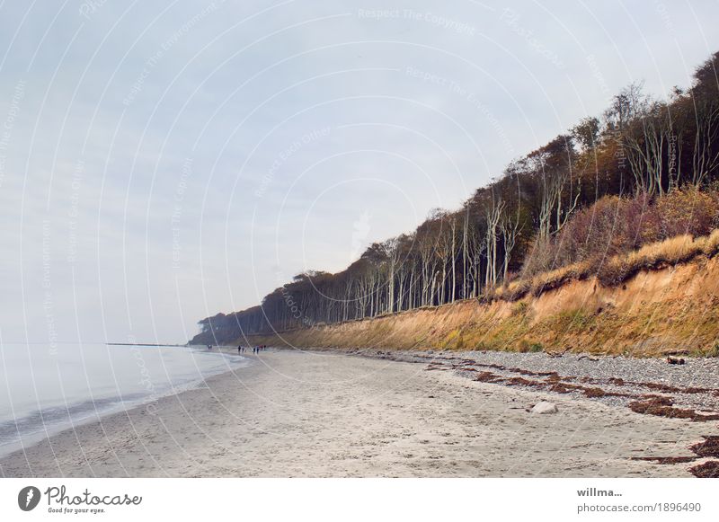 Strand mit Küstenwald, Gespensterwald Nienhagen Ostsee Sandstrand Ostseeküste Laubwald Steilküste Landschaft Wald Natur Textfreiraum