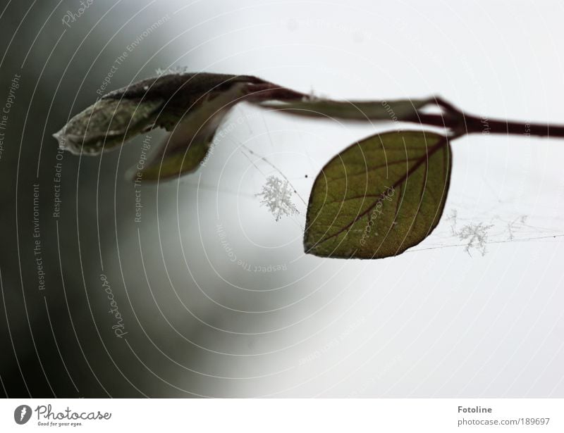 Schneeflöckchen weiß Röckchen Umwelt Natur Landschaft Pflanze Urelemente Luft Himmel Wolken Winter Klima Wetter Schönes Wetter schlechtes Wetter Eis Frost