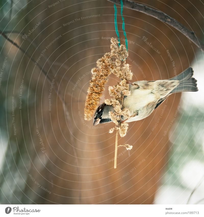 Vogelfutter Winter Tier Wildtier Spatz Feder 1 Fressen füttern hängen klein niedlich braun Tierliebe Singvögel Zweig Schnabel Ornithologie singen heimisch