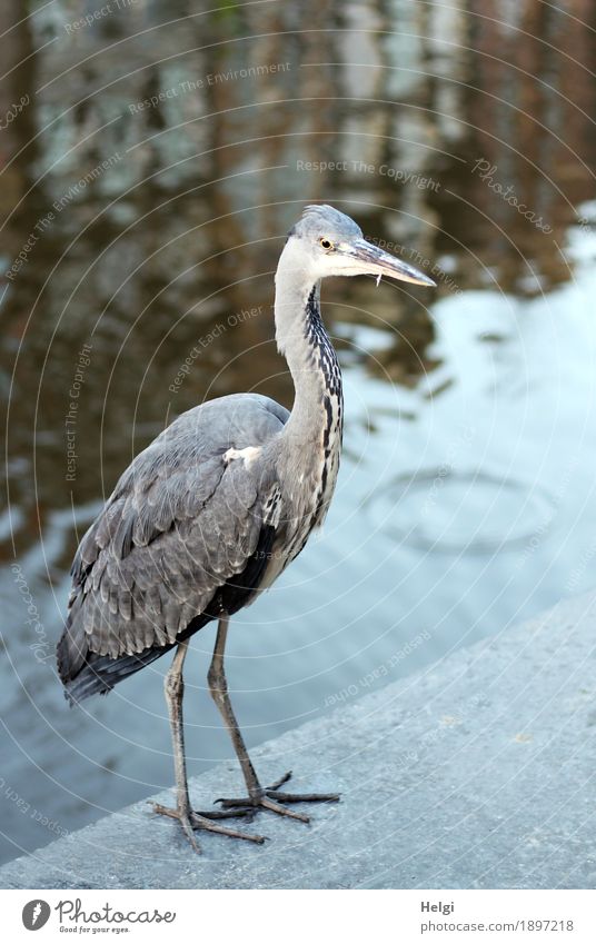 Orientierung | bin ich hier richtig? Umwelt Tier Wasser Schönes Wetter Amsterdam Hafenstadt Stadtzentrum Wildtier Vogel Graureiher 1 Stein Blick stehen