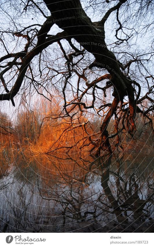 Das Licht am Ende des Stammes Umwelt Natur Landschaft Pflanze Urelemente Wasser Sonnenlicht Winter Wetter Baum Wildpflanze Park Wald Seeufer Flussufer leuchten