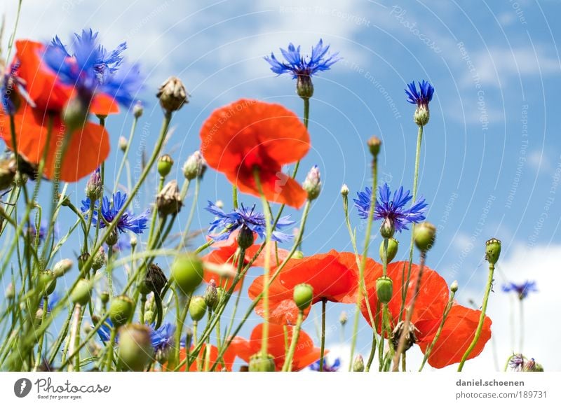 blauweißrot Umwelt Natur Pflanze Himmel Frühling Sommer Klima Schönes Wetter Blume Gras Blatt Blüte Wiese Feld Mohn Mohnblüte Klatschmohn Kornblume Nahaufnahme