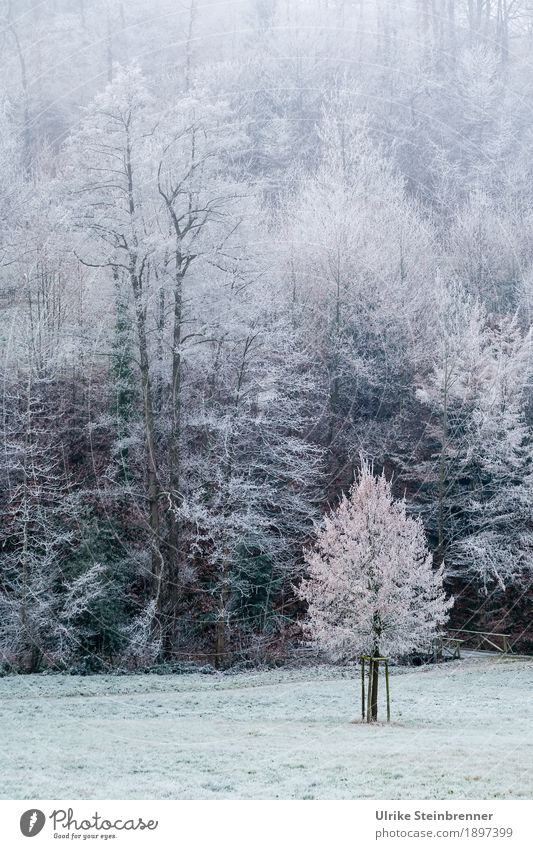 Bibber! Ferien & Urlaub & Reisen Tourismus Ausflug Winterurlaub Berge u. Gebirge wandern Umwelt Natur Landschaft Pflanze schlechtes Wetter Eis Frost Gras