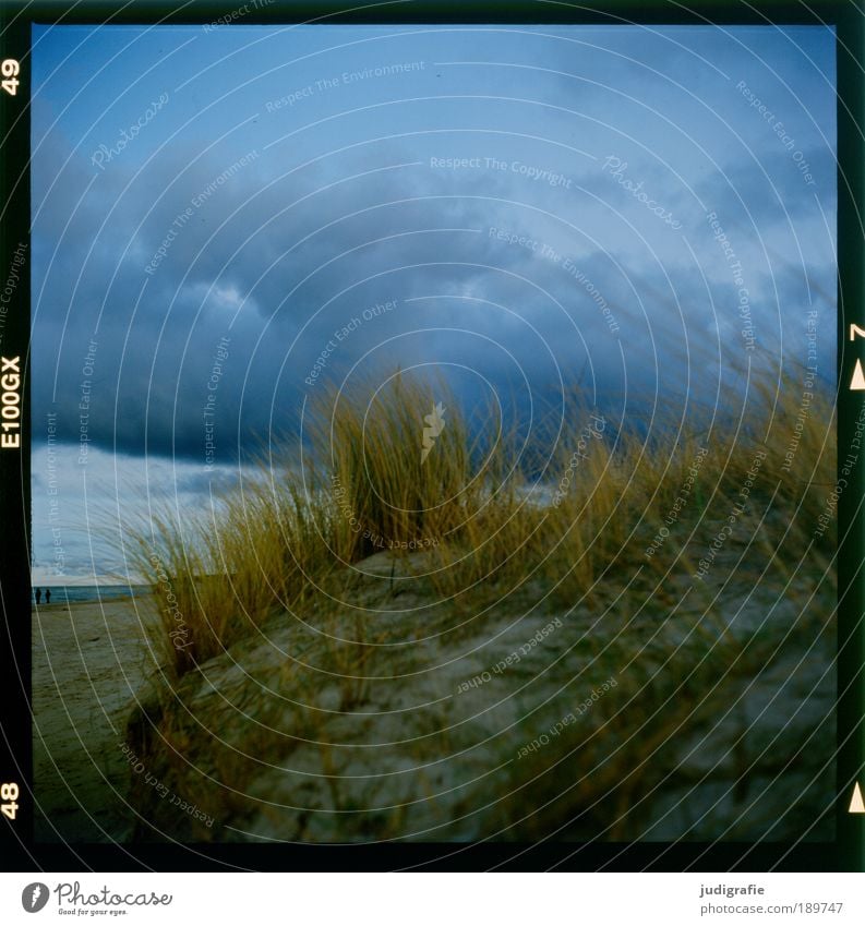 Weststrand Umwelt Natur Landschaft Pflanze Wasser Himmel Wolken Klima Unwetter Wind Sturm Gras Küste Strand Ostsee Meer bedrohlich dunkel natürlich wild