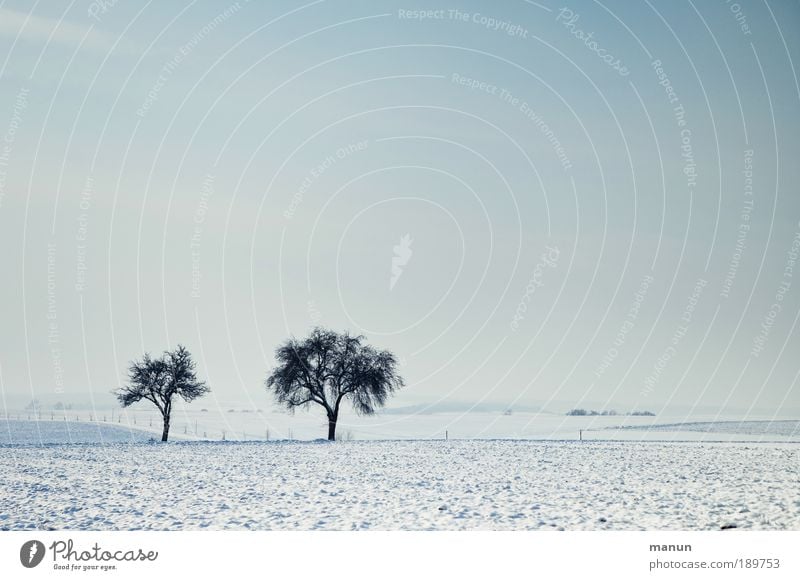 Gemeinsam einsam Erholung Winterurlaub Natur Landschaft Schönes Wetter Eis Frost Schnee Baum Schneelandschaft Schneedecke Feld frei frisch kalt Gelassenheit