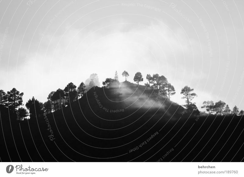 kontrast Ferien & Urlaub & Reisen Tourismus Ausflug Ferne Freiheit Umwelt Natur Landschaft Himmel Wolken Klimawandel Wetter Nebel Baum Meer Insel Zufriedenheit