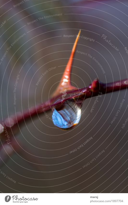 Tröpfchen mit spitzem Hut Natur Wassertropfen Herbst Pflanze Dorn glänzend hängen dünn authentisch einfach Ausdauer Traurigkeit Unlust Einsamkeit Spitze nass