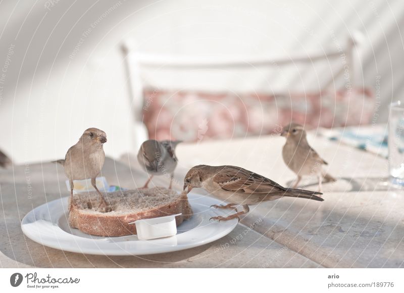 Ungehemmte Vögelei Brot Teller Tier Vogel 4 frech Ernährung Farbfoto Außenaufnahme Menschenleer Tag Feldsperling zutraulich Brotscheibe füttern Futter Fressen