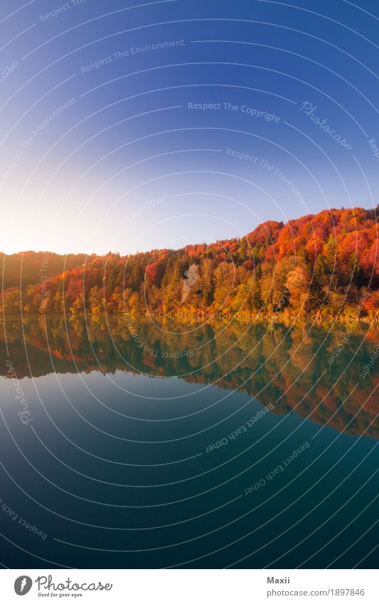 Herbst am Inn Umwelt Natur Landschaft Wasser Himmel Wolkenloser Himmel Sonnenlicht Schönes Wetter Baum Wald Fluss glänzend blau mehrfarbig gelb gold Farbfoto