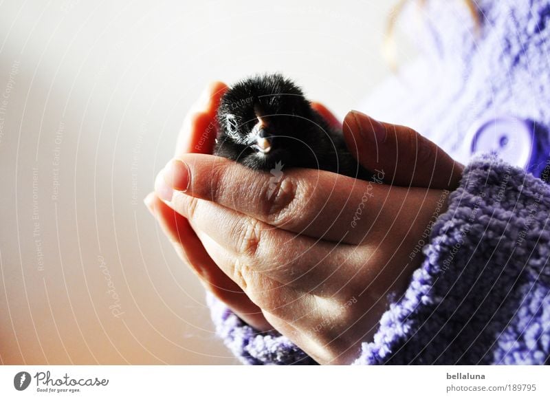 Sanft gehalten. Umwelt Natur Tier Nutztier Vogel Tiergesicht Flügel Haushuhn Küken Ei 1 Tierjunges kuschlig klein lustig nah natürlich neu Neugier niedlich