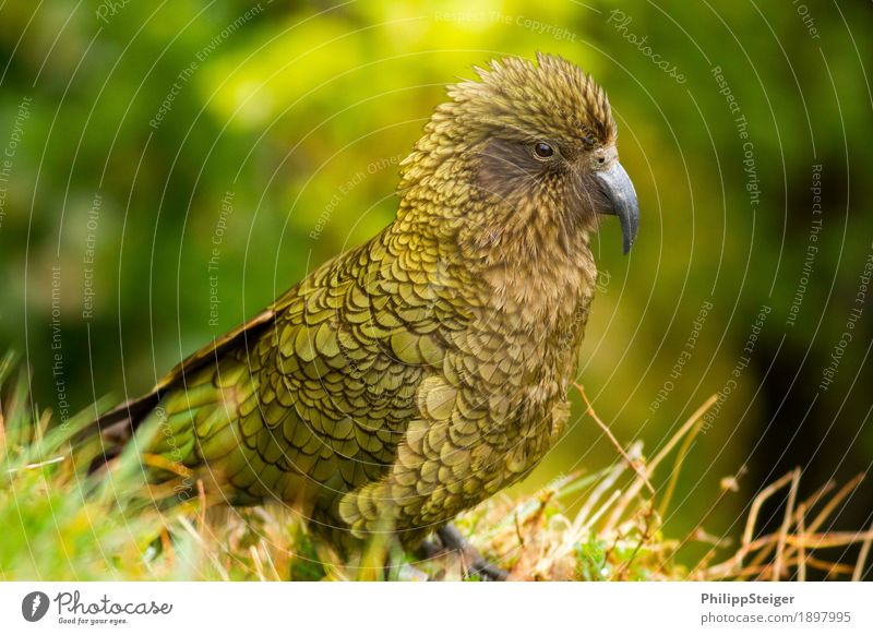 Kea Portrait Natur Frühling Sommer Klima Schönes Wetter Tier Wildtier Vogel Flügel 1 ästhetisch frech Neugier niedlich schön Schnabel Fjordlands Wildlife Feder