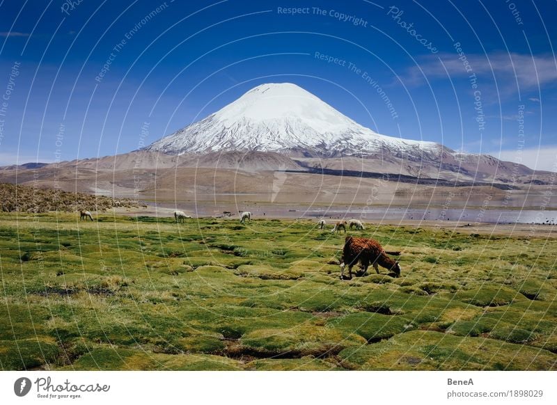 Llama in front of Parinacota Natur Herd & Backofen Ferien & Urlaub & Reisen Umwelt Chile Lama Nationalpark Vulcano Höhe Tier grün Herde Tiergruppe See