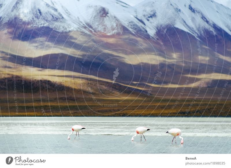 Flamingos in the Andes Herd & Backofen rosa exotisch Leben Natur Umwelt Ferne Salt Lake Wading Water White Anden Tier Vogel Bolivien Fressen Menschengruppe