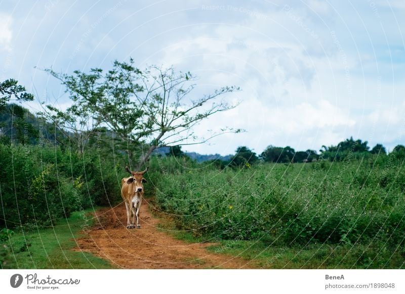 Cow in Cuba Natur Armut Einsamkeit Idylle Ferien & Urlaub & Reisen Umwelt Kuba Großgrundbesitz Valle de Viñales Landwirtschaft Tier Sträucher Kuh Bauernhof grün