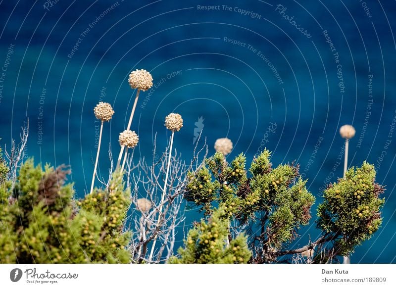 300 – Das Blumiläum! Umwelt Natur Landschaft Pflanze Wasser Sommer Schönes Wetter Blume Gras Sträucher Wildpflanze Meer Mittelmeer Glück Fröhlichkeit