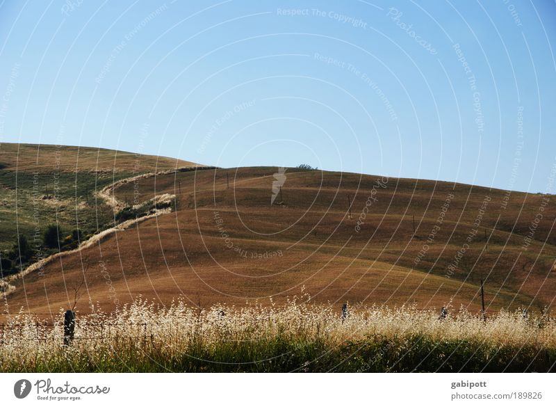 running up that hill Umwelt Natur Landschaft Pflanze Urelemente Erde Himmel Horizont Sommer Schönes Wetter Gras Sträucher Feld Hügel Toskana Zaunpfahl blau