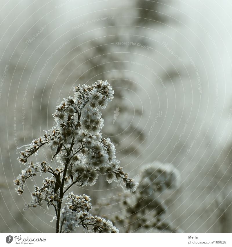 Winterstaude Umwelt Natur Pflanze Klima Eis Frost Gras Stauden Wiese Feld verblüht dehydrieren Wachstum kalt natürlich trist braun Stimmung Traurigkeit Verfall