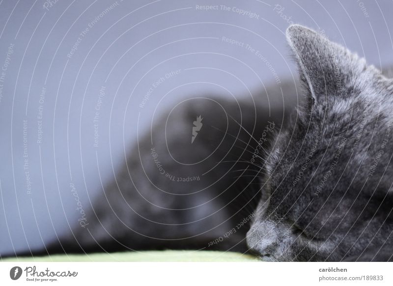 Pause Tier Haustier Katze 1 Erholung liegen schlafen grau silber Zufriedenheit Vertrauen Sicherheit ruhig Moritz carölchen Hauskatze Katzenkopf Katzenohr