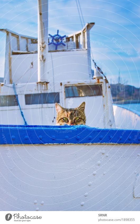 Katze an Bord Tier Haustier Ferien & Urlaub & Reisen Bulgarien Sozopol Alleenkatze hinauskriechen hinauskriechend Hauskatze versteckend outbred Reinrassig