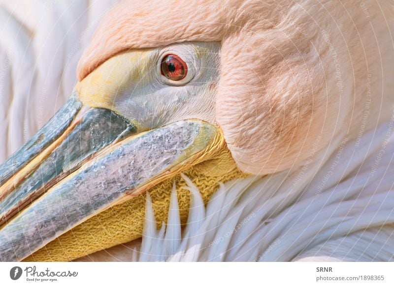 Porträt von Pelikan Tier Vogel 1 wild Vogelwelt Schnabel Geldscheine neb Ostpelikan großer Vogel pelecanidae Pelecanus onocrotalus rosa Pelikan Kehlsack