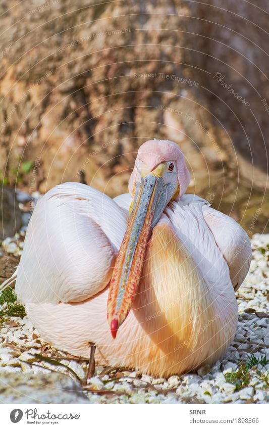 Großer weißer Pelikan Tier Vogel 1 wild Vogelwelt Schnabel neb Wasservogel Fauna Gefieder Tierwelt federleicht gefiedert langer Schnabel großer Vogel