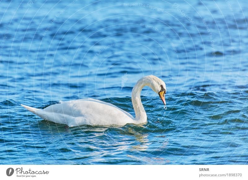 Weißer Schwan auf Schwarzem Meer Natur Tier Wasser See Vogel 1 wild Vogelbeobachtung aquatisch Vogelwelt Schnabel Geldscheine Kolben Cob-Swan Fauna gefiedert