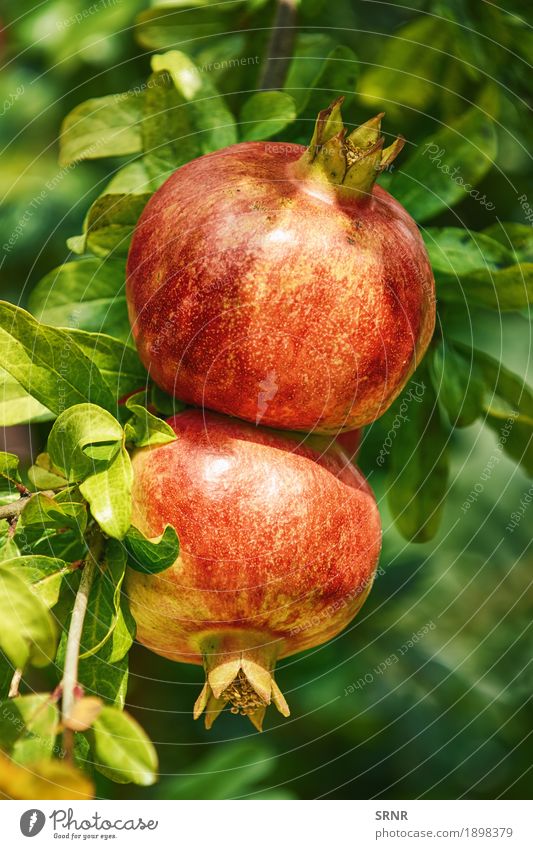 Reife Granatapfelfrüchte Frucht Ernährung Vegetarische Ernährung Garten Umwelt Natur Pflanze Baum Blatt Wachstum lecker natürlich saftig rot Punica granatum