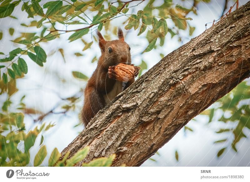 Eichhörnchen mit Walnuss Essen Natur Tier Baum Wald Wildtier 1 sitzen wild Appetit & Hunger Nut Walnussholz Ast Nagetiere Baumhörnchen Kleintier Säugetier Fauna