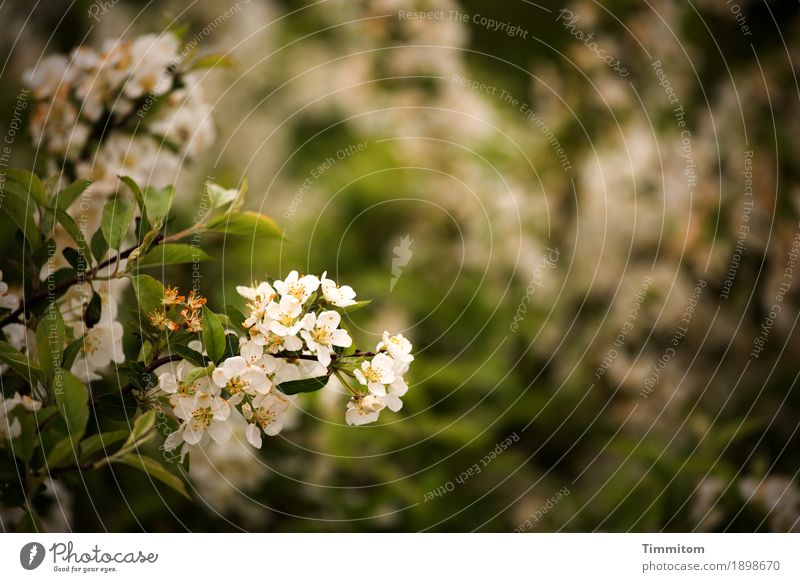 Orientierung | Analoge Foto-Zeiten Umwelt Natur Pflanze Frühling Sträucher Blatt Blüte Blühend Wachstum natürlich braun grün schwarz weiß erdig Retro-Farben