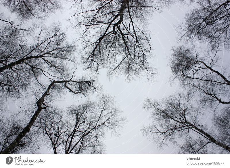 Vorfrühling Umwelt Natur Landschaft Pflanze Luft Himmel Wolken Winter schlechtes Wetter Baum trist grau Traurigkeit Sorge Trauer Liebeskummer Enttäuschung